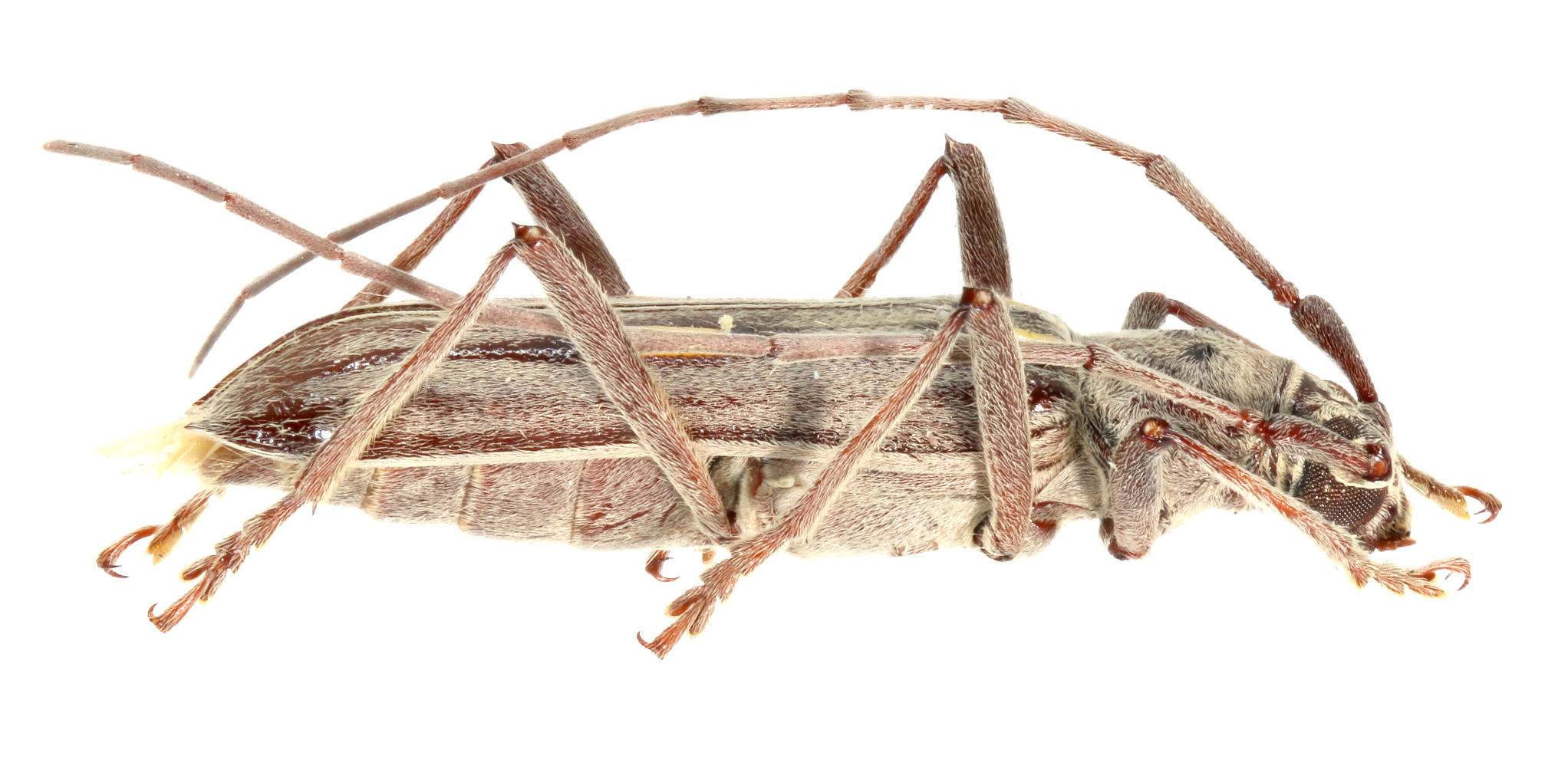 Eburia lanigera Alcedo Volcano, Isabela Island. Specimen housed in the ICCDRS collection (ICCDRS 9310). (Lateral view) Photo: María Sol Herrera, CDF, 2024.